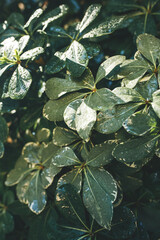Vertical beautiful background of green leaves of a plant after rain. Raindrops on green tropical leaves shine in the sun. Background, top view
