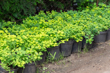 Spirea plants in pots on sale. Spirea seedlings in plastic pots, seedling of trees, bushes, plants at plant nursery.