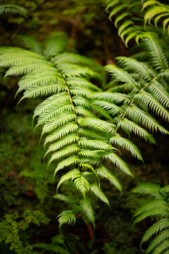 Two overlapping fern fronds forming a triangle. The European chain fern or rooting chainfern (Woodwardia radicans) is a species of fern in the family Blechnaceae. Plants in botanical garden in Madeira
