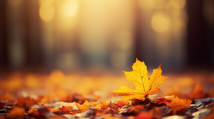 Naklejka na ściany i meble Autumn maple leaves in sunlight, Golden autumn card