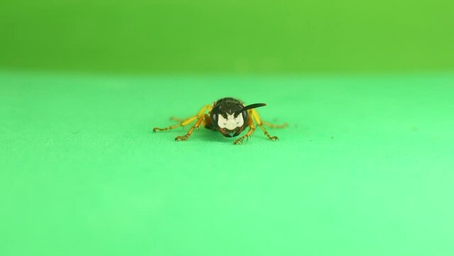 European beewolf (Philanthus triangulum) isolated green background.
Frontal view: Notice the size of the large incisors.
Also called a Bee-wolf or Bee-killer wasp.
Solitary wasps.
Insects, insect