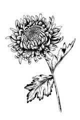 Japanese chrysanthemum vector hand drawn illustration, engraving style for design invitations, cards, backgrounds