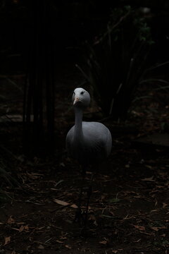 Grus paradisea/Chapultepec Zoo/CDMX/M&eacute;xico	