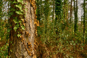 details from a deep forest