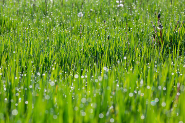 Grass in dew and morning sun glare, abstract background