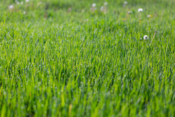 Grass in dew and morning sun glare, abstract background