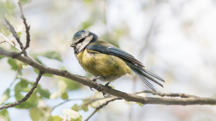 Obraz premium great spotted woodpecker on a branch