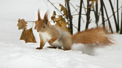 squirrel on the snow