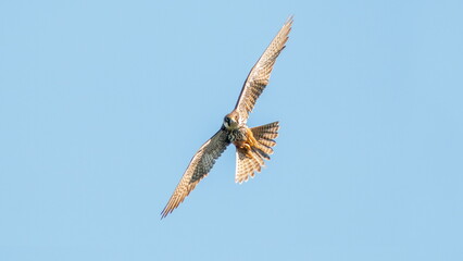 bird in flight