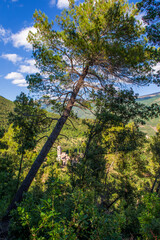 Aleppo Pine (Pinus halepensis) with in the background the Abbey of San Pietro in Valle (Nerina Valley – Terni - Italy)