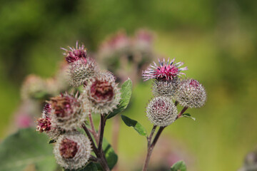 Woolly Burdock (Arctium tomentosum) in Lohja region, Finland