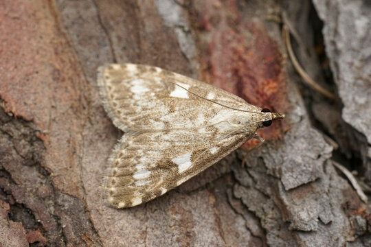 Closeup on a Olive Pearl crambid moth, Udea olivalis, sitting on wood