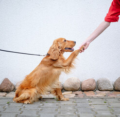 A devoted dog. English cocker spaniel dog gives paw to a person. The pet greets. Dog paw and human...