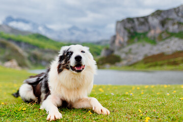 dog breed border collie with blue eyes lying on the field. dog in the lakes of covadonga, inside...