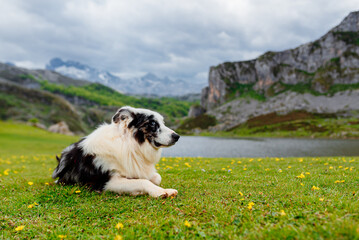 dog breed border collie with blue eyes lying on the field. dog in the lakes of covadonga, inside the national park of picos de eruopa, asturias, spain.