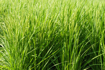 close up of grass summer agriculture
