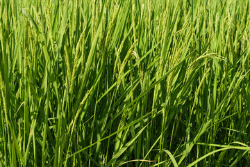 close up of grass summer agriculture