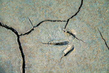 Cracked mud with traces of Demoiselle crane (Anthropoides virgo). Steppes of the northern Black Sea region, minor depression - obrazy, fototapety, plakaty