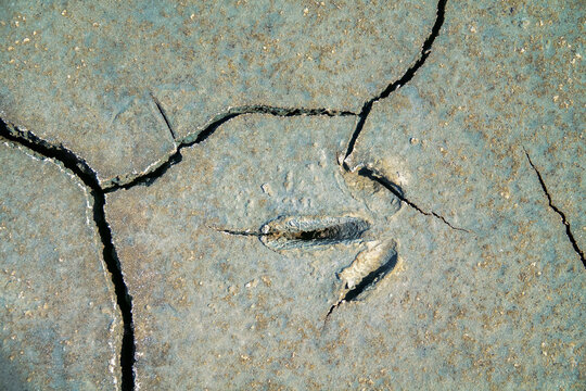 Cracked mud with traces of Demoiselle crane (Anthropoides virgo). Steppes of the northern Black Sea region, minor depression