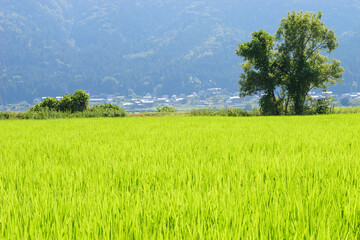 Image of beautiful Terraced rice field in water season and Irrigation from drone,Top view of rices paddy field