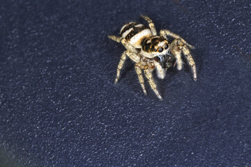 Springspinne