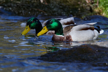 Stockenten Erpel im Frühjahr	