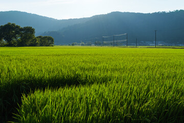 Fototapeta premium Countryside view at dusk, rice fields