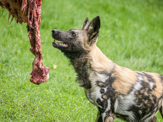 Wildlife at GaiaZOO in Kerkrade in the Netherlands