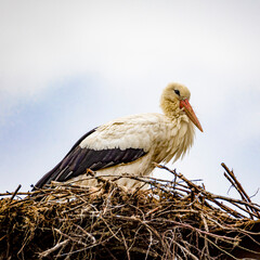 Wildlife at GaiaZOO in Kerkrade in the Netherlands