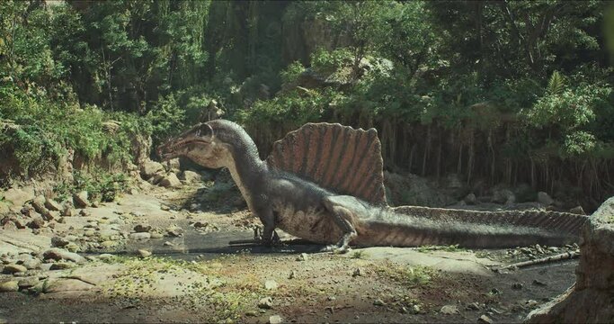 Spinosaurus dinosaurus hunts. A dinosaur in search of prey.