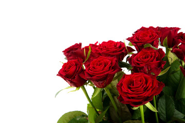 Red roses on a white background