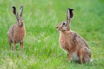 Hares in a clearing in the wild