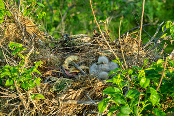 Long-legged buzzard (Buteo rufinus) nestlings are 5 days old, elder's eyes are open. Parents brought Balkan snake (Coluber jugularis) as food. View of nest and surroundings at Field elm (Ulmus). - obrazy, fototapety, plakaty