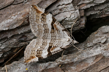 Closeup on the Purple treble-bar owlet moth, Aplocera praeformata, sitting on wood