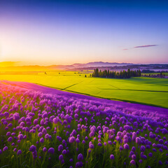 Fototapeta premium sunrise with a meadow of vibrant purple Phacelia flowers in full bloom 