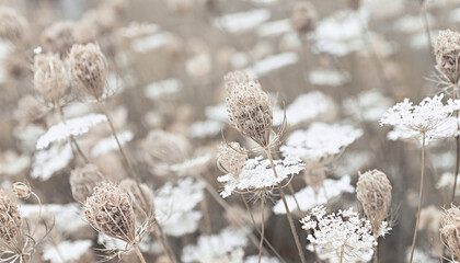 Field of wild carrot flowers - 632971067