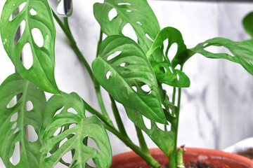 beautiful plant Monstera adansonii in its pot inside the house