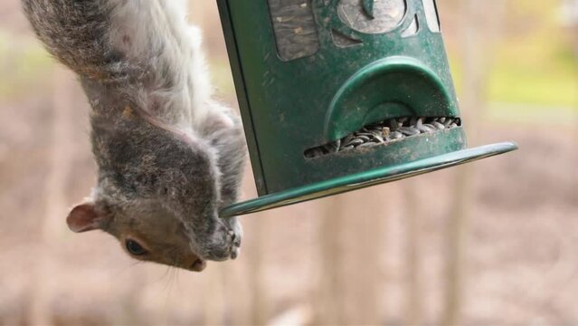 Grey Squirrel eating sunflower seeds. High-quality 4k footage of rodent stealing birdseed. 