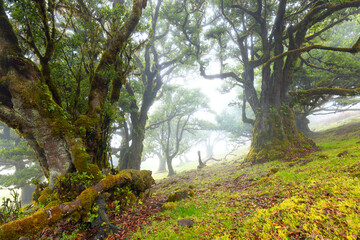 Old Laurisilva trees in Fanal forest, a mystic fairytale wood and tourist attraction on Madeira Island Portugal. Clouds and fog create a dewy twilight atmosphere in shades of green. Blurred background