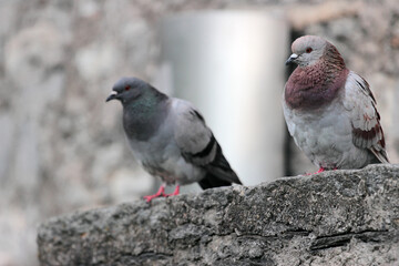 pigeons in Bellinzona