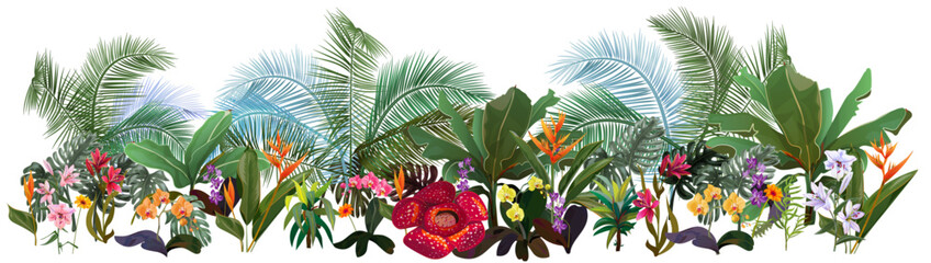 Panoramic view with tropical plants: orchids, Bird of paradise, banana, monstera, bamboo, dracaena, rafflesia. Flowers and coconut palm leaves. Realistic botanical illustration in watercolor style