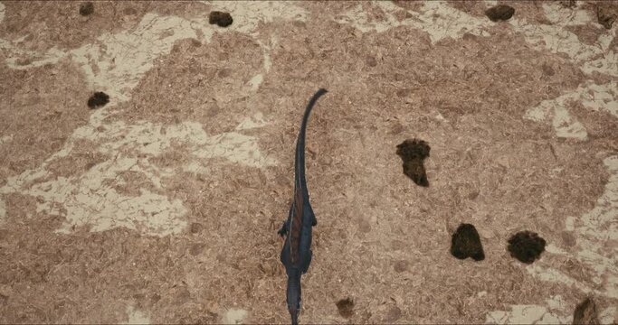 Spinosaurus dinosaurus hunts. A dinosaur in search of prey.