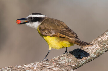 Great Kiskadee,  Pitangus sulphuratus, Calden forest, La Pampa, Argentina