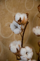 Branch of the white cotton 