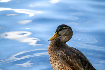 
duck on blue colored water