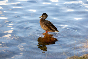 
the duck is standing on a stone in the water