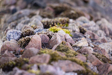 moss on small stone
