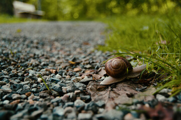 Weinbergschnecke
