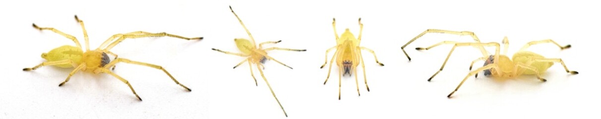 black footed or the American yellow Agrarian sac spider - Cheiracanthium inclusum - an aggressive but harmless house or home arachnid isolated on white background four views