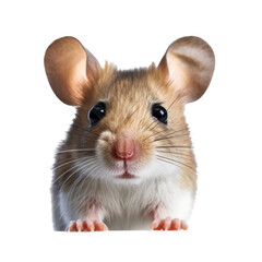 a Mus musculus Field mouse, portrait, frontal view in Nature-themed, photorealistic illustrations in a PNG, cutout, and isolated. Generative AI